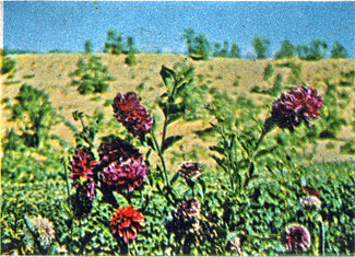 Flowers growing in Iraq, printed size 5.51cm wide x 3.98cm high