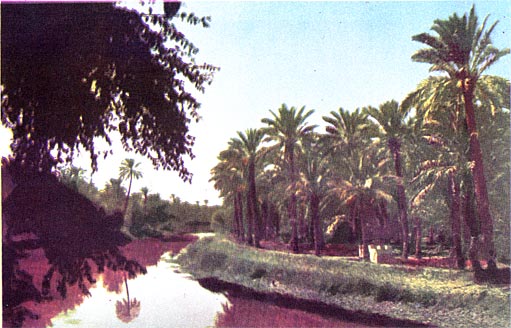 Shatt-al-Arab, Iraq, forest of palm trees, printed size 17.09cm wide x 10.96cm high